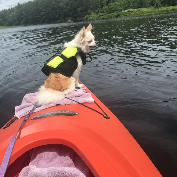 Meet your Posher, Elizabeth - Picture 6 of 8